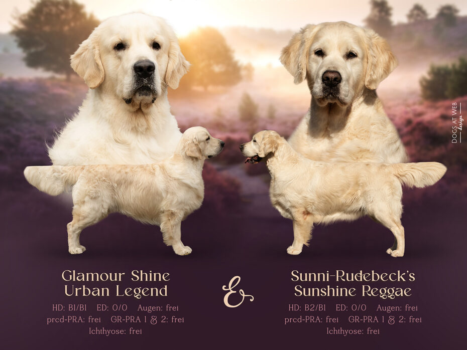 Wurferwartung Golden Retriever N-Wurf 06.2025