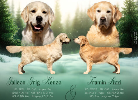 Wurferwartung O-Wurf Golden Retriever 01.2026