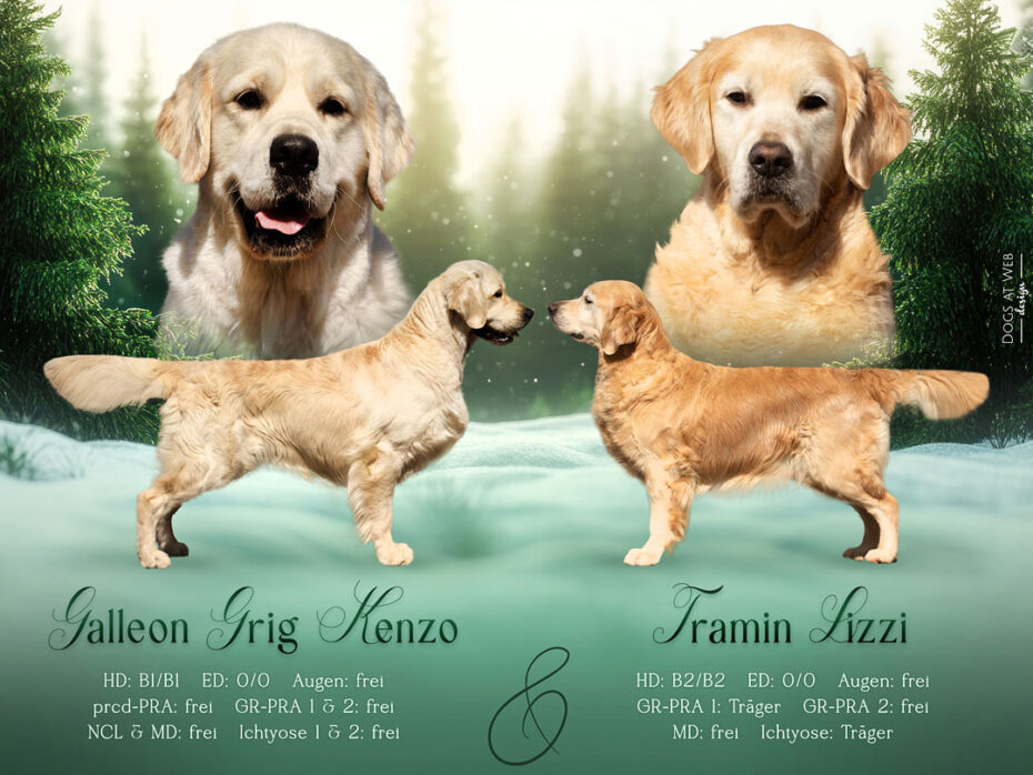 Wurferwartung O-Wurf Golden Retriever 01.2026