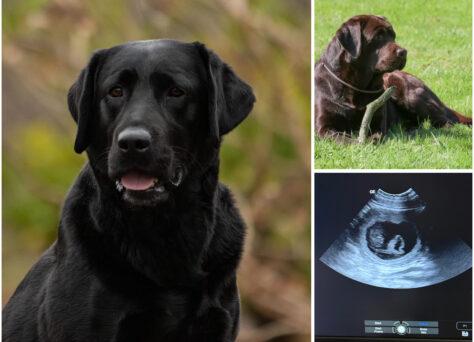 Wurferwartung Labrador Retriever Welpen in Schwarz und Chocolate 02.26