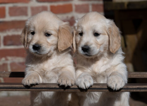 O-Wurf Golden Retriever 16.01.2026