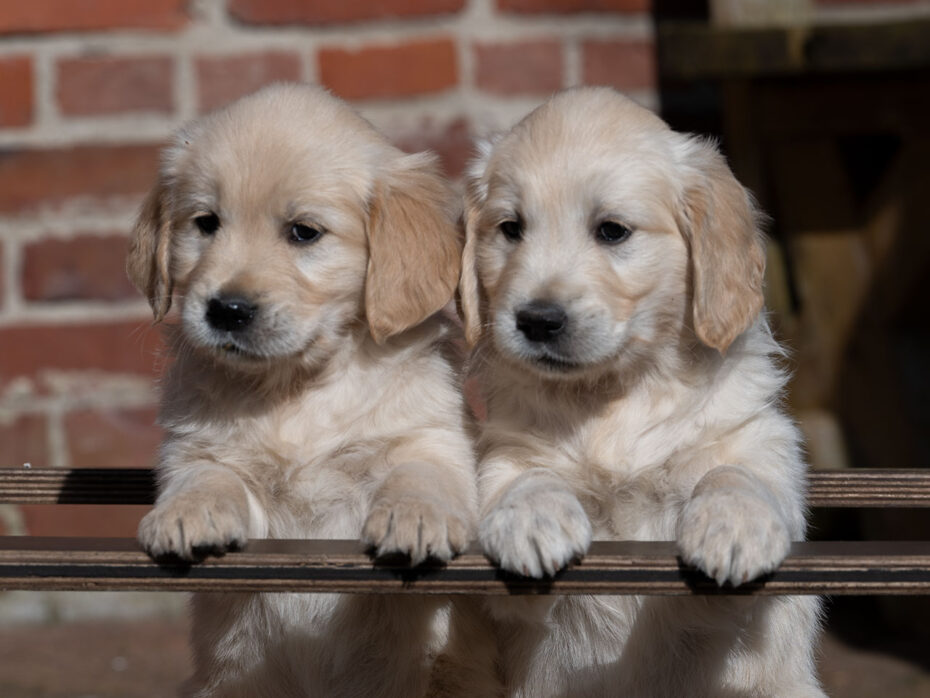 O-Wurf Golden Retriever 16.01.2026