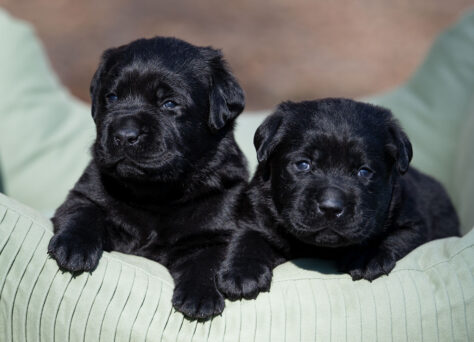 J-Wurf Labrador Retriever Welpen „of Golden Heathland „