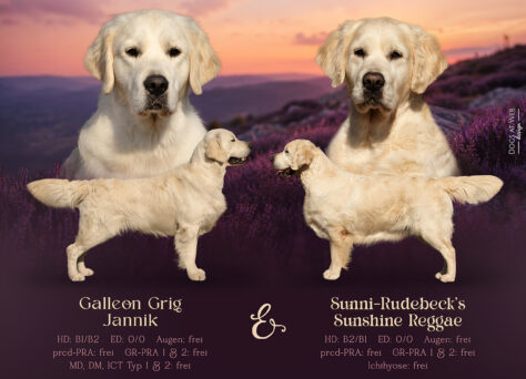Wurferwartung P-Wurf Golden Retriever „of Golden Heathland“ Wurferwartung P-Wurf Golden Retriever „of Golden Heathland“