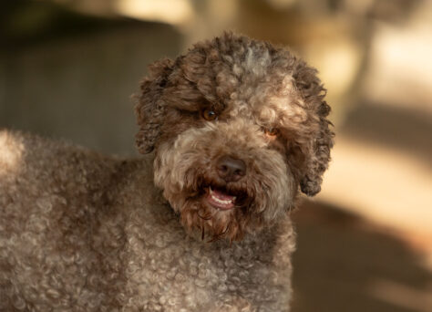 Wurferwartung A-Wurf Lagotto Romagnolo „of Golden Heathland“ Wurferwartung A-Wurf Lagotto Romagnolo „of Golden Heathland“