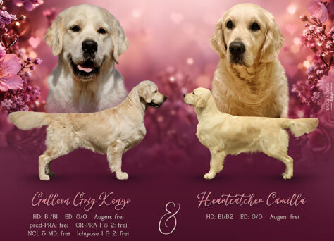 Wurferwartung Heartcatcher Golden Retriever Wurferwartung Heartcatcher Golden Retriever