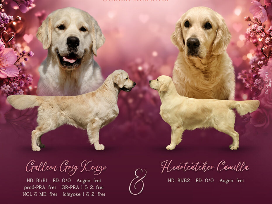 Wurferwartung Heartcatcher Golden Retriever